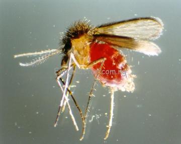 insect-killed-by-snake-venom